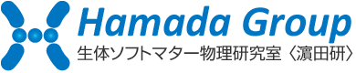 Hamada Group 生体ソフトマター物理研究室（濱田研） 