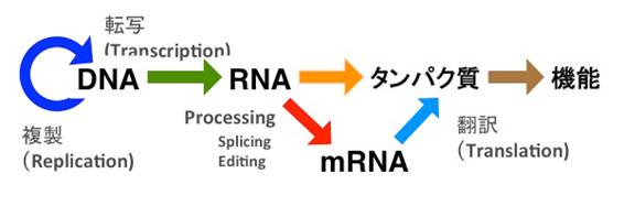 ドグマ セントラル セントラルドグマってなに！？【病理学の話】