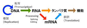 分子生物学のセントラルドグマ