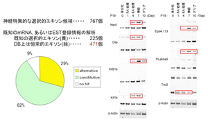 神経特異的exonの同定