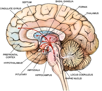 sensory cortex looks