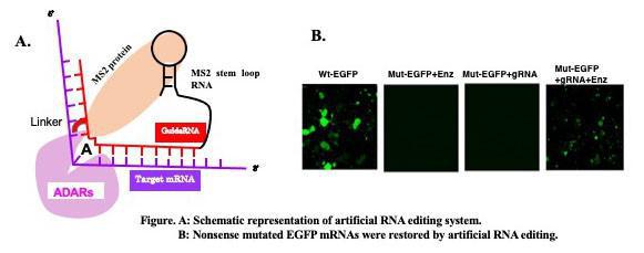 fig20200709.jpg