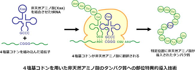 4塩基コドンを用いた非天然アミノ酸のタンパク質への部位特異的導入技術