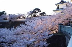 金沢城の桜.jpg