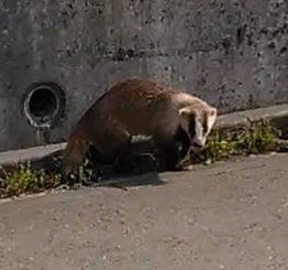 アナグマらしい